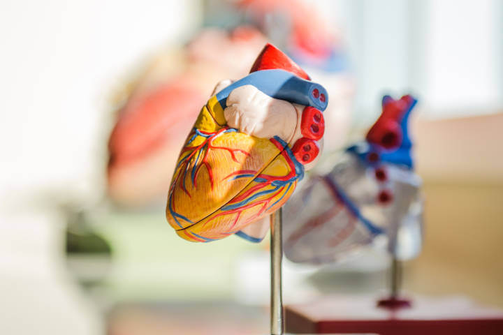 Laboratorijski model srca kao i drugih organa